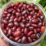 Rajma Lal
