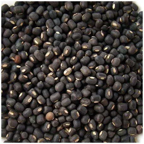 Urad Sabut
