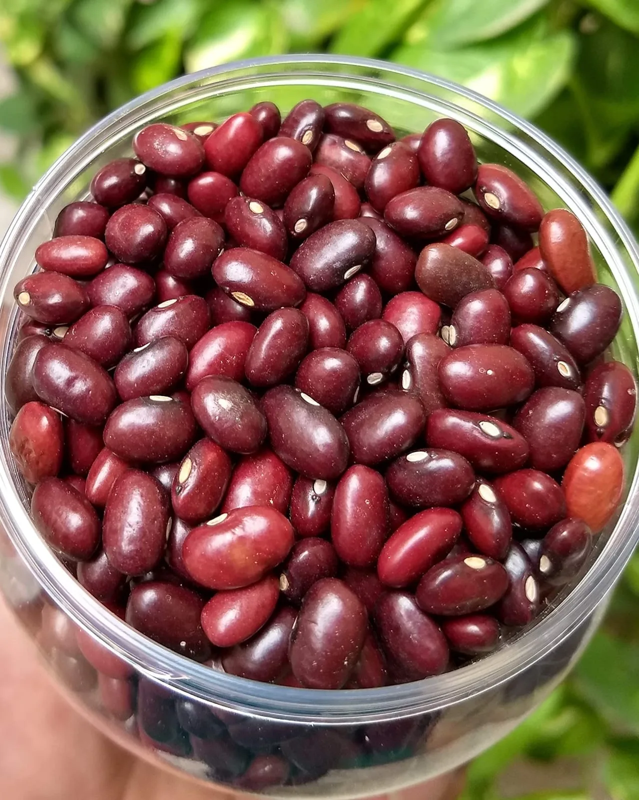 Rajma Lal